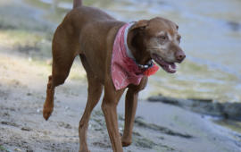 dog slider pic 2